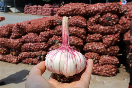 中牟縣產(chǎn)大蒜 ，個(gè)大皮薄肉白.jpg